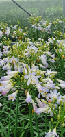 Agapanthus 'White Superior' (bladhoudend)