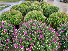 Najaars Agapanthus- en bollendagen 2023