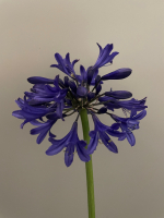 Agapanthus 'Starry night ®’ (bladverliezend)