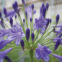 Agapanthus 'Vallée de la Loire' (bladhoudend)