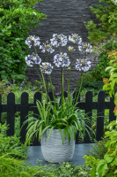 Agapanthus 'Lady Twilight®' (bladhoudend)