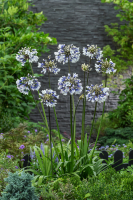 Agapanthus 'Lady Twilight®' (bladhoudend)