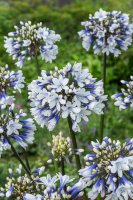 Agapanthus 'Lady Twilight®' (bladhoudend)