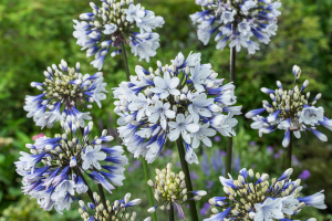 Agapanthus 'Lady Twilight®' (bladhoudend)
