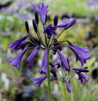 Agapanthus 'Midnight dream' (bladverliezend)