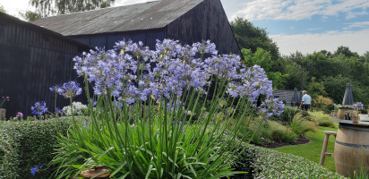 Agapanthus 'Aberdeen' (bladverliezend)