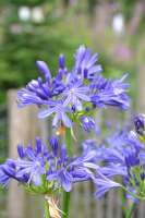 Agapanthus 'African skies' (bladhoudend)