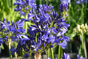 Agapanthus 'African skies' (bladhoudend)