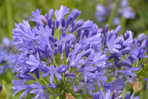 Agapanthus 'African skies' (bladhoudend)