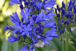 Agapanthus 'African skies' (bladhoudend)