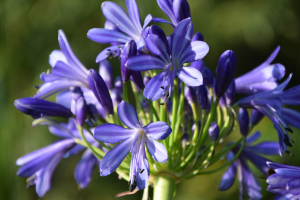 Agapanthus 'African skies' (bladhoudend)