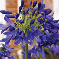 Agapanthus 'Flower of love ®'