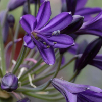 Agapanthus 'Royal velvet' (bladverliezend)