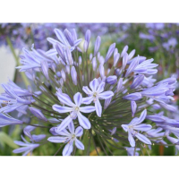 Agapanthus 'Vallée de la Belle' (bladhoudend)