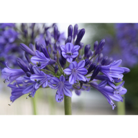 Agapanthus 'Vallée de la Loire' (bladhoudend)