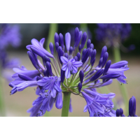Agapanthus 'Vallée de la Loire' (bladhoudend)