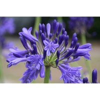 Agapanthus 'Vallée de la Loire' (bladhoudend)