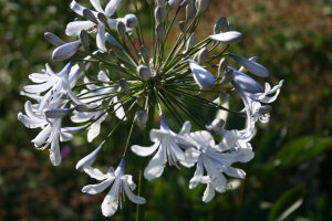 Agapanthus 'Blue ice' (bladhoudend)