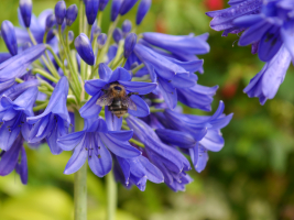 Agapanthus 'Flower of love ®'