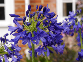 Agapanthus 'Flower of love ®'