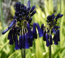 Agapanthus 'Graskop'