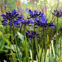 Agapanthus 'Starry night ®’ (bladverliezend)