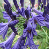 Agapanthus 'Vallée de la Loire' (bladhoudend)