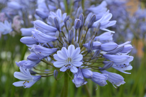 Agapanthus 'Aberdeen' (à feuillage caduque)