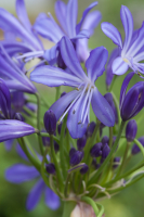 Agapanthus 'African skies' (bladhoudend)