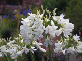 Agapanthus 'Artic star' (bladverliezend)