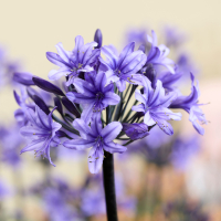 Agapanthus 'Black arrow ®'  (bladverliezend)