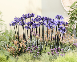 Agapanthus 'Black arrow ®'  (bladverliezend)