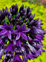 Agapanthus 'Black Jack ®' (bladhoudend)