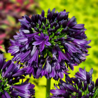 Agapanthus 'Black Jack ®' (bladhoudend)