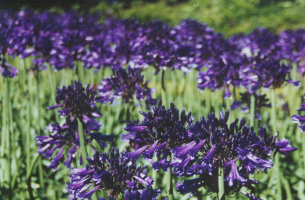 Agapanthus 'Black Pantha ®' (bladhoudend)