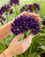 Agapanthus 'Black Jack ®' (bladhoudend)