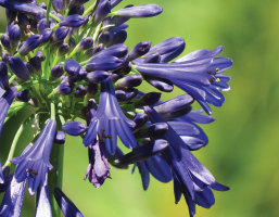 Agapanthus 'Blue Bayou ®' (bladhoudend)