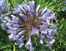 Agapanthus 'Blue flare ®' (bladhoudend)