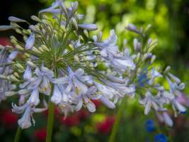 Agapanthus 'Blue ice' (bladhoudend)