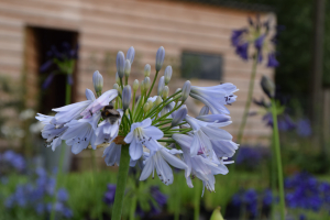 Agapanthus 'Blue Moon' (à feuillage caduque)