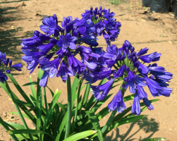 Agapanthus 'Blue thunder ®' (bladhoudend)