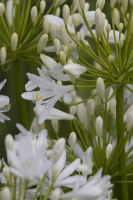 Agapanthus 'Bridal bouquet' (bladhoudend)