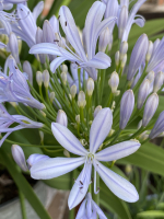 Agapanthus 'Crystal blue ®' (bladhoudend)