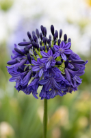 Agapanthus 'Dark silk' (bladverliezend)