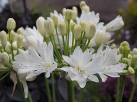 Agapanthus 'Double diamond ®' (bladhoudend)