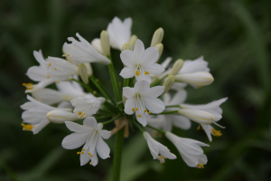 Duplicaat van Agapanthus 'Ever white ®' (bladhoudend)