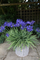 Agapanthus 'Flower of love ®' (bladverliezend)