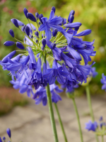 Agapanthus 'Flower of love ®' (bladverliezend)