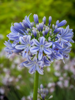 Agapanthus 'Full moon' (bladhoudend)