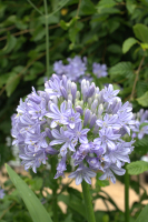 Agapanthus 'Glenavon' (bladhoudend)